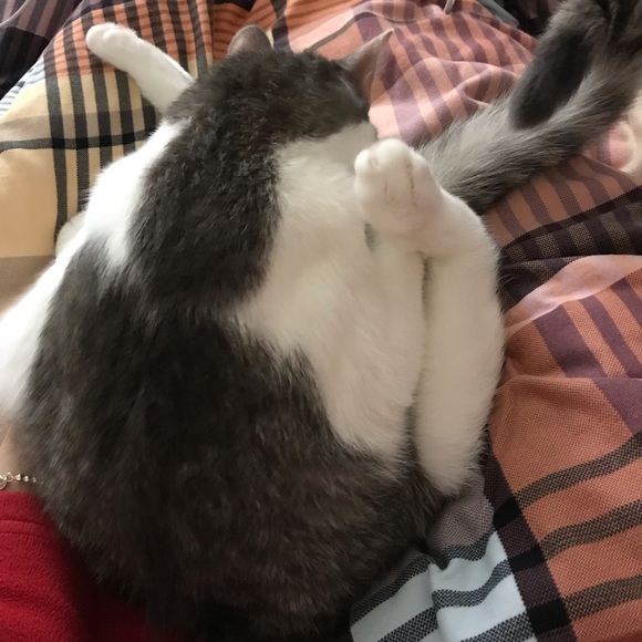 Meet your Posher, Mia - Picture 1 of 1